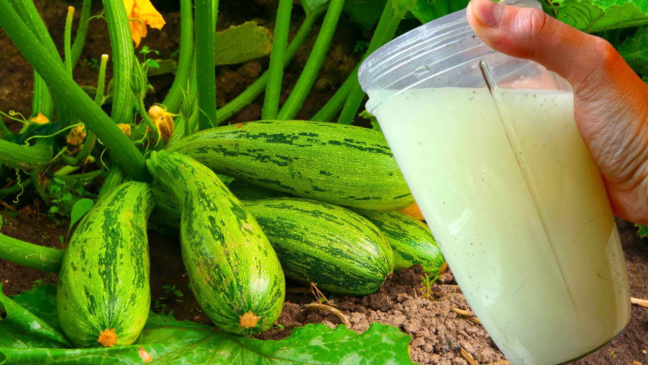 Чим підгодувати кабачки, щоб вони плодоносили до самих заморозків