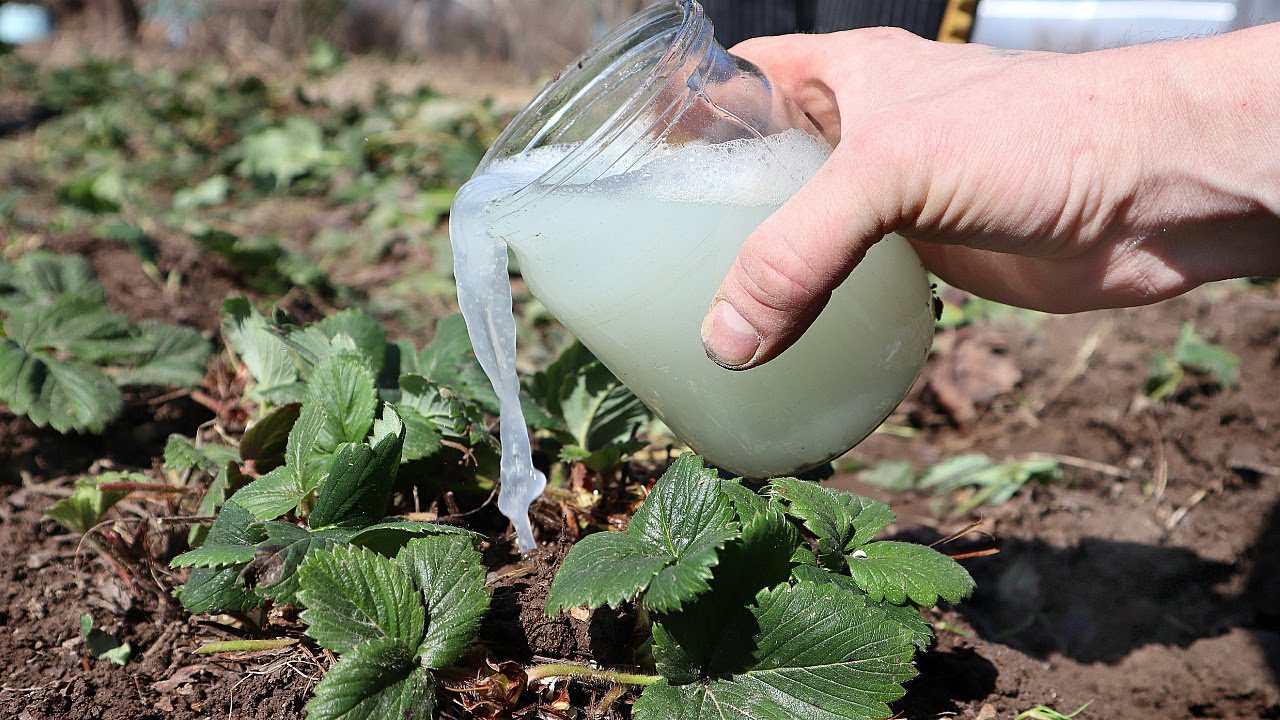 Садівники назвали причини маленького врожаю полуниці Садівники назвали причини маленького врожаю полуниці