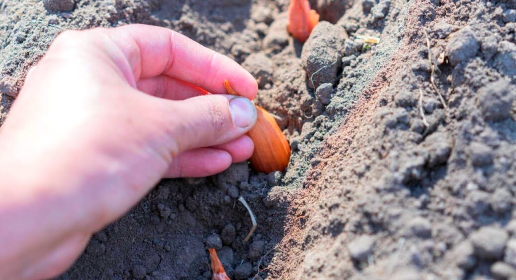 Ось коли треба садити цибулю в Україні: 3 самі точні народні прикмети — бачу та біжу на город 