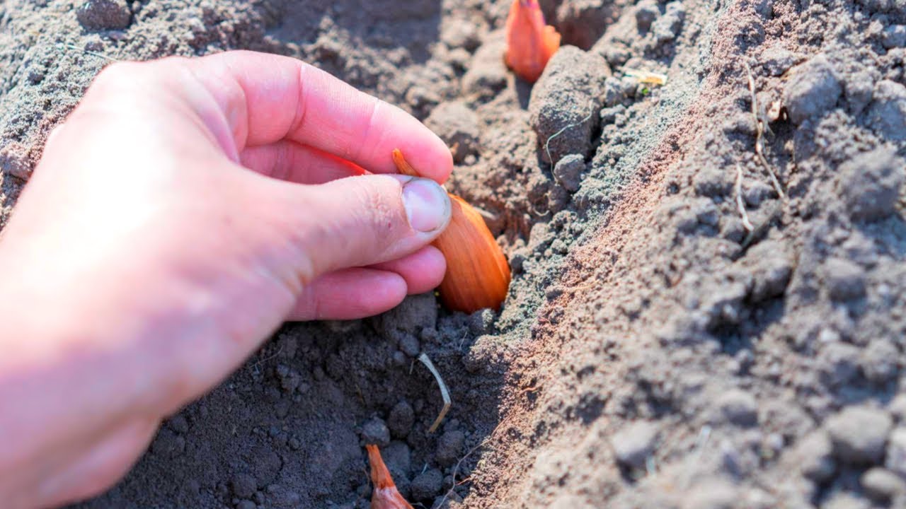 Городники назвали 3 народні прикмети, коли вже треба садити озиму цибулю