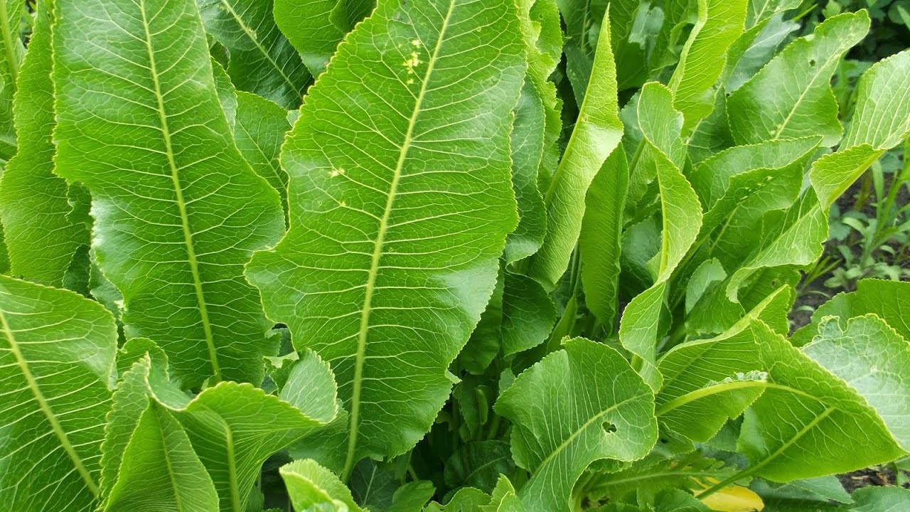 Експерти розповіли, як викорінити хрін з городу