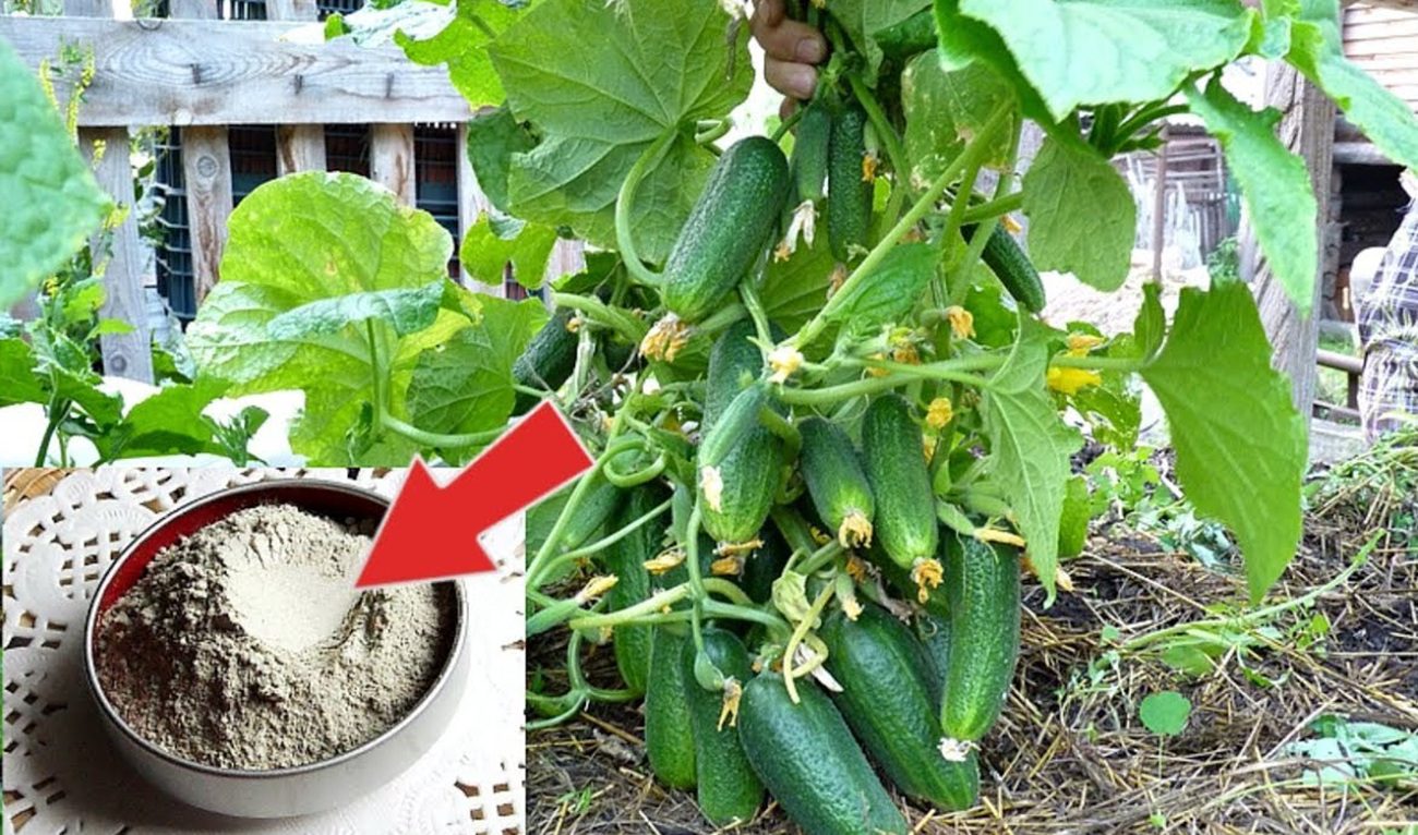 Агрономи розповіли, як зробити дієве підживлення із золи для огірків