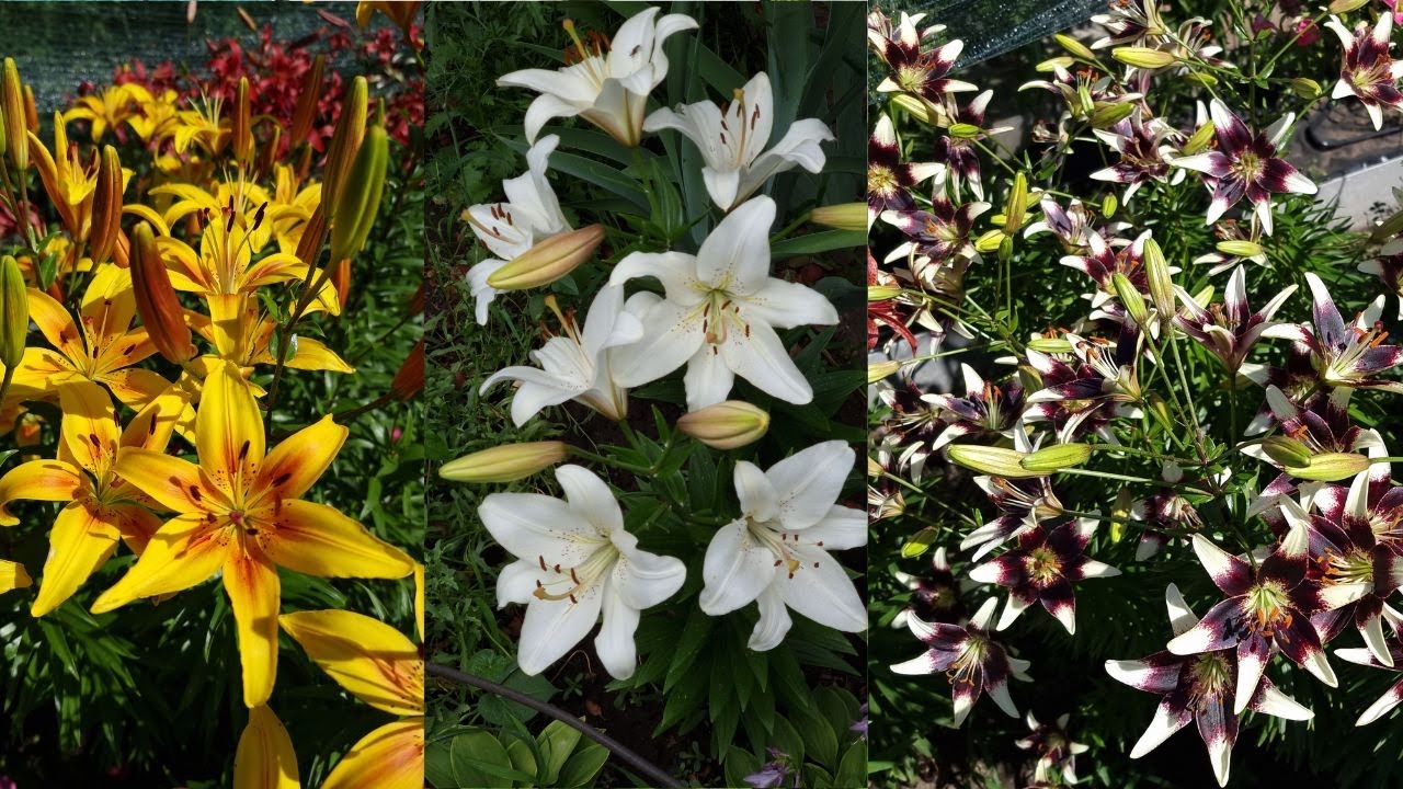 Як правильно пересаджувати лілії восени 2025