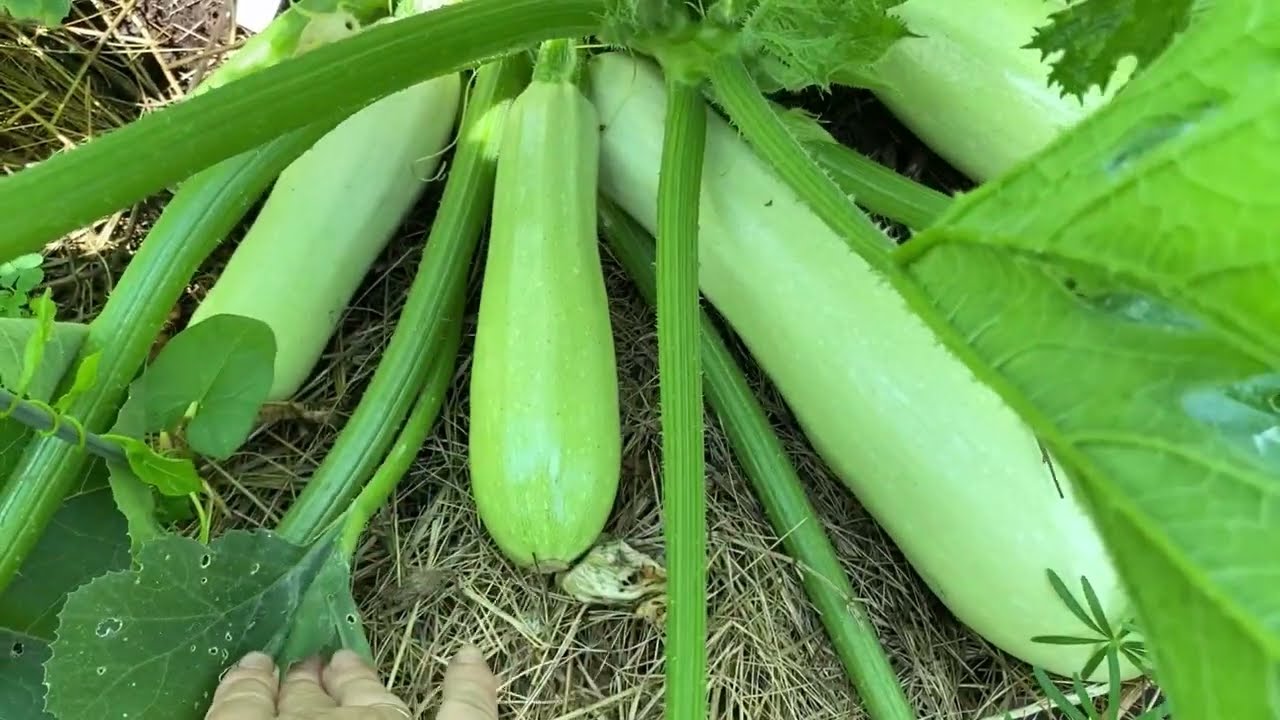 Чим підгодувати кабачки, щоб вони плодоносили до самих заморозків