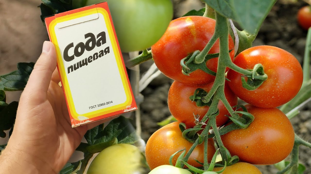 Городники розповіли, навіщо поливати помідори содою