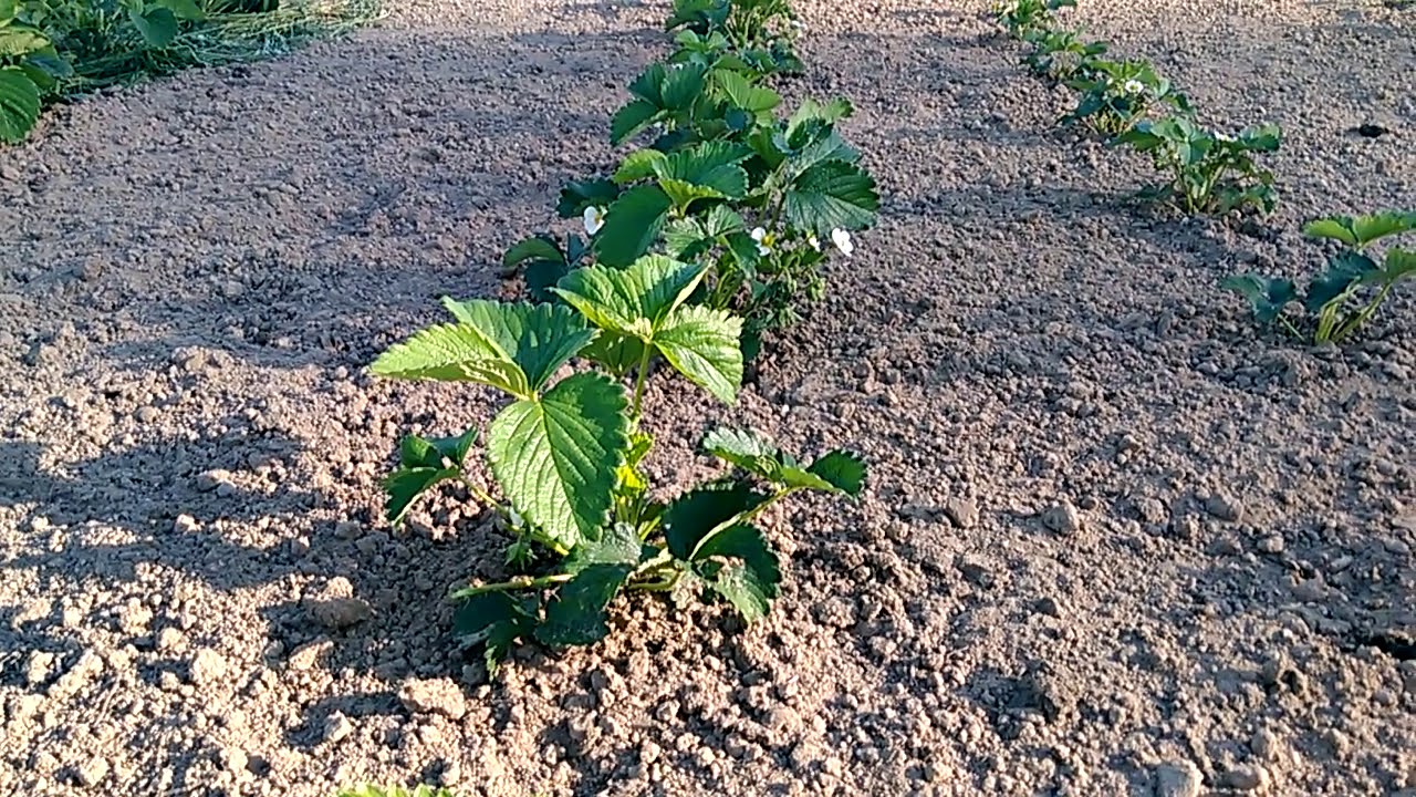 Агрономи розповіли, чим можна підгодувати полуницю у вересні