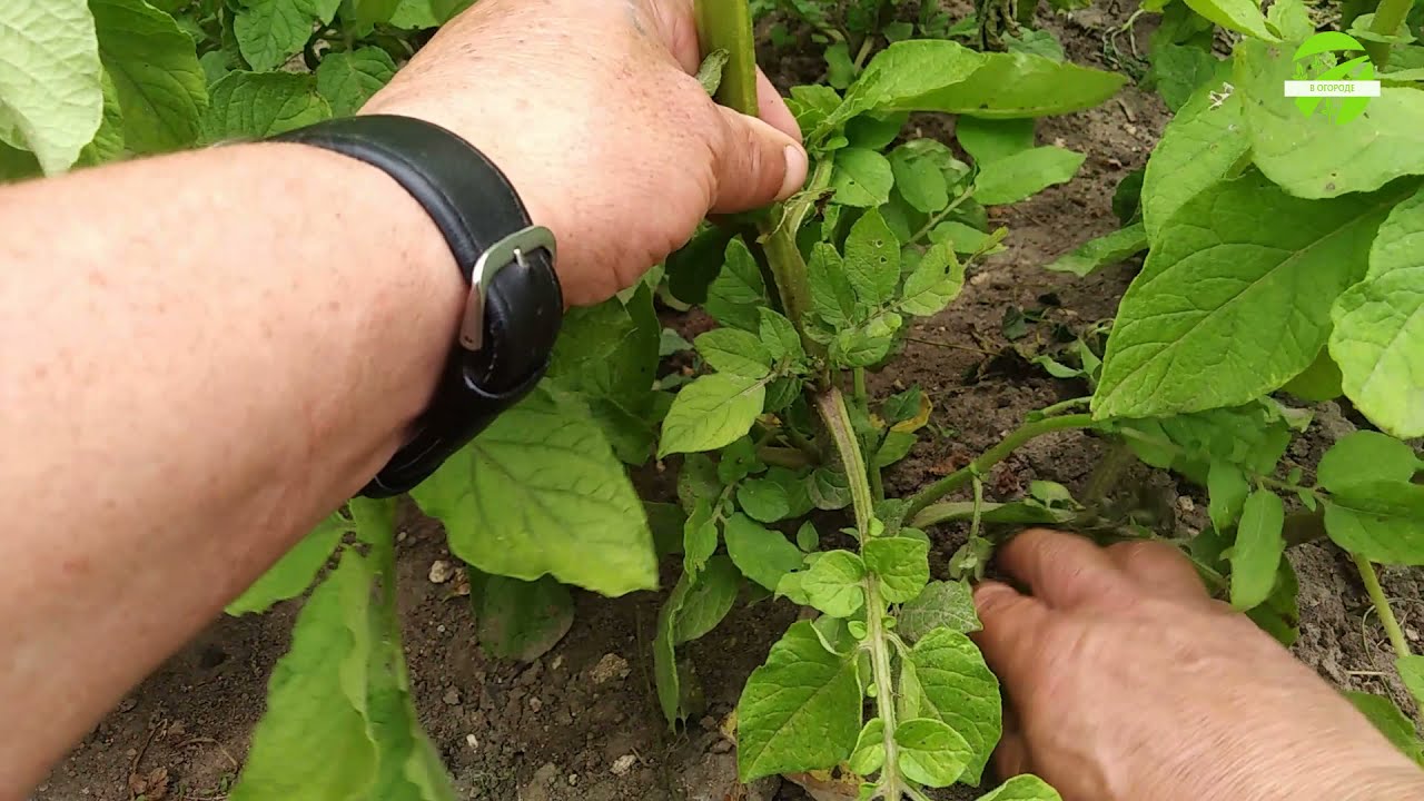 Експерти розповіли, як використати бадилля томатів і картоплі