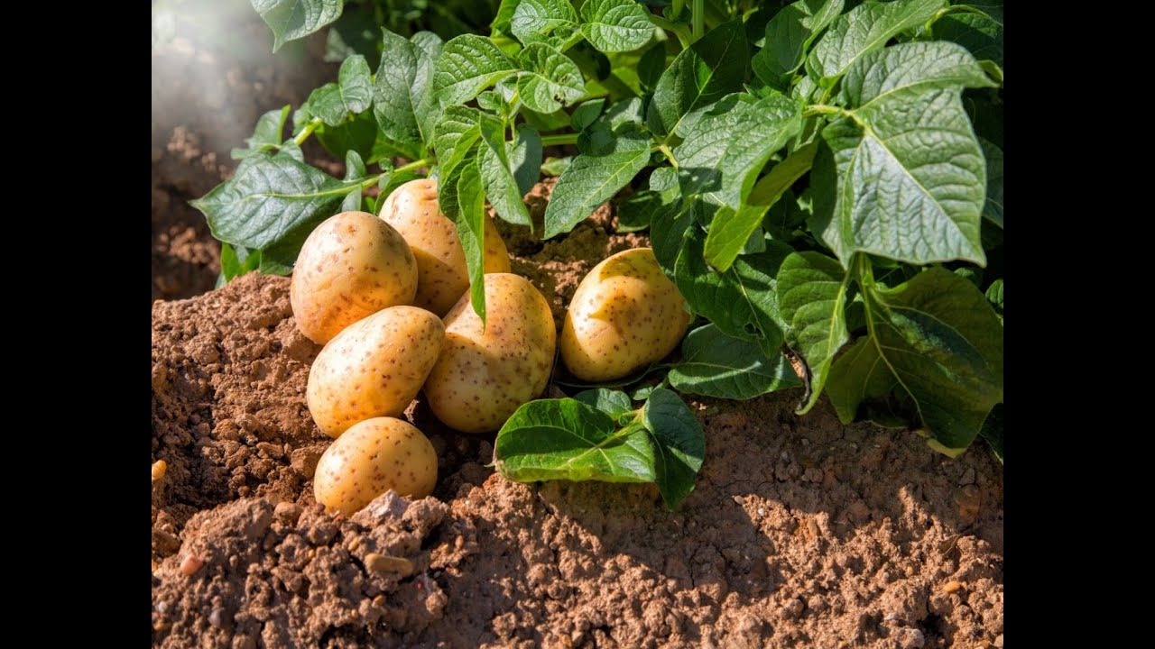 Дачники розповіли, чим підгодувати картоплю у серпні
