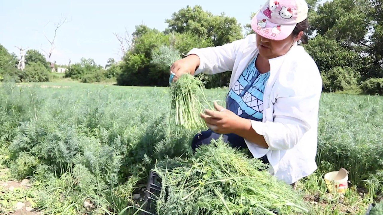 Експерти розповіли, що зробити з кропом відразу після збору урожаю