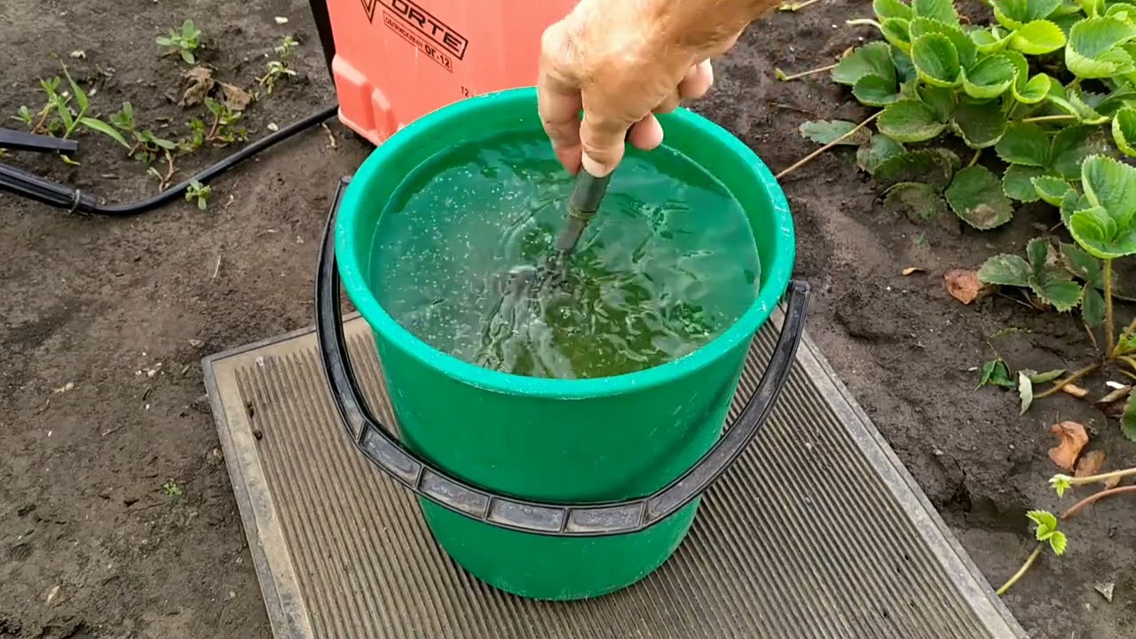 Агрономи розповіли, чим можна підгодувати полуницю у вересні