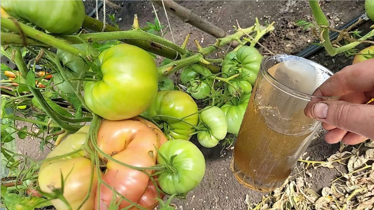 Агрономи розповіли, як подовжити термін плодоношення пасльонових до жовтня