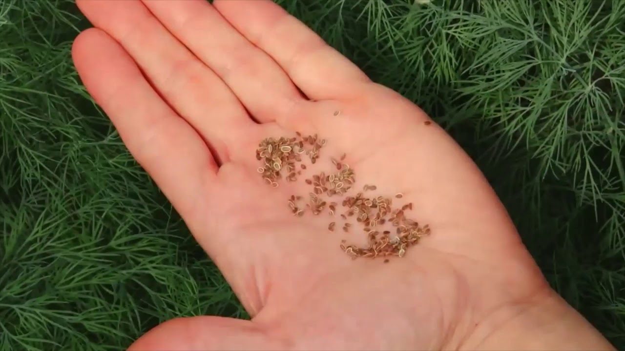 Експерти розповіли, що зробити з кропом відразу після збору урожаю 