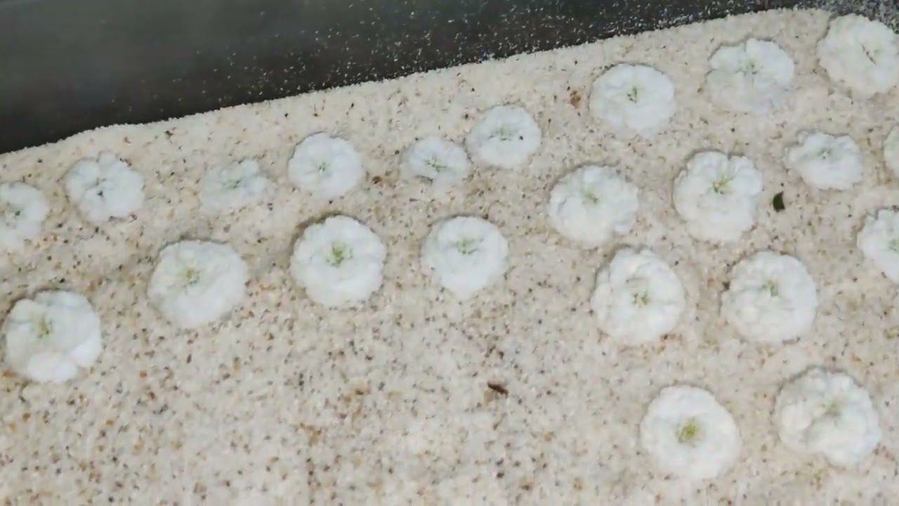 Як швидко позбутись жучків у крупах 