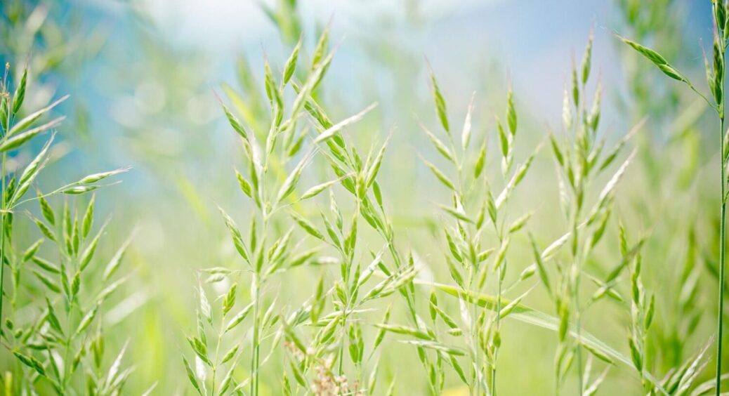 Не гірчиця і не фацелія: на Буковині 9 з 10 городів у серпні засіюють цим сидератом 