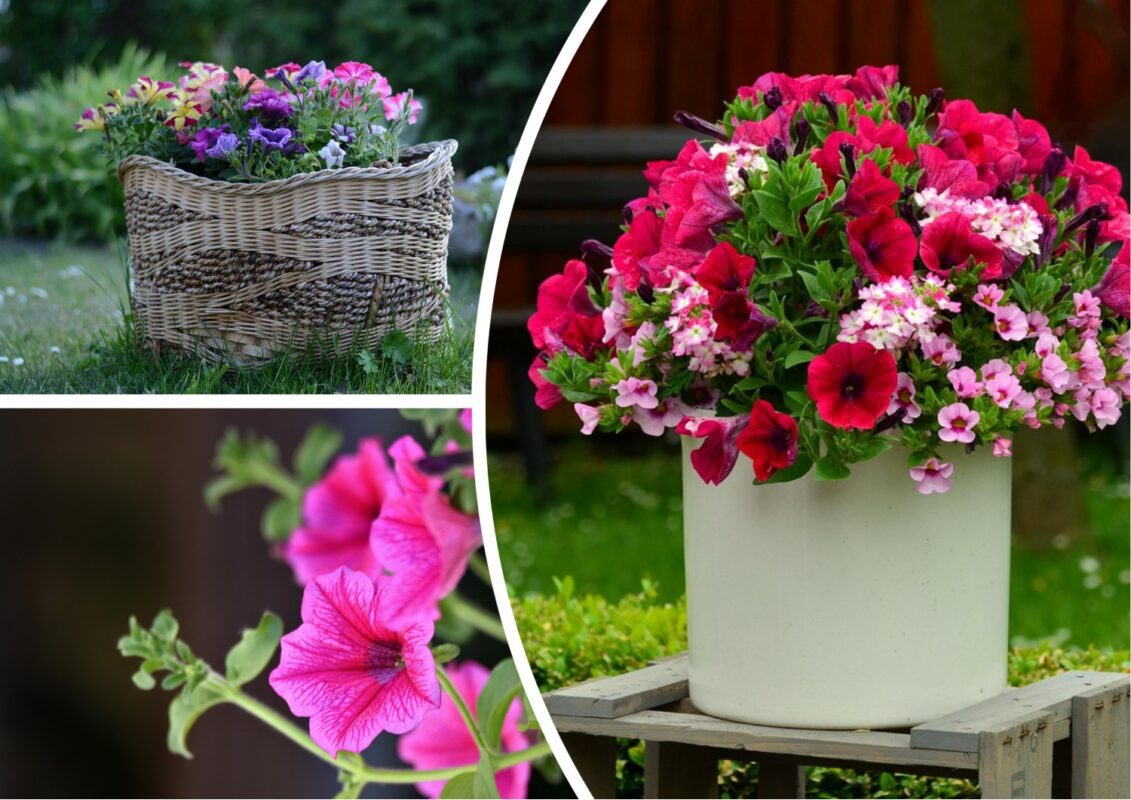 Квітникарі розповіли, чим підживити петунію, щоб вона пишно квітла до пізньої осені