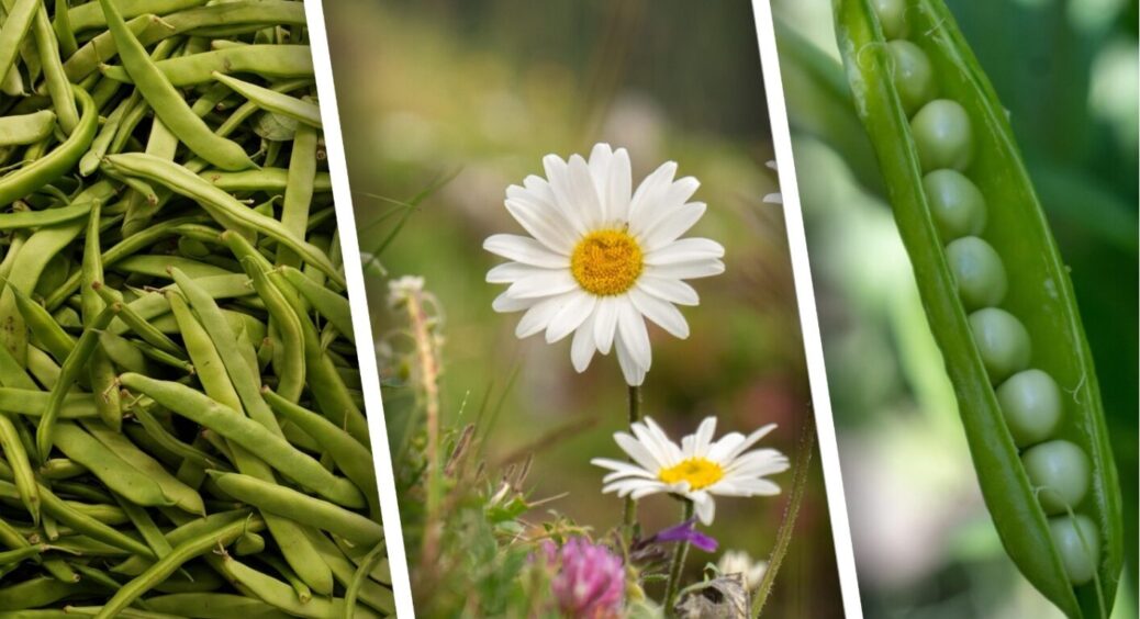 Серпень 2025 – ідеальний час для посадки цих культур: в Полтаві їх сіють повним ходом 