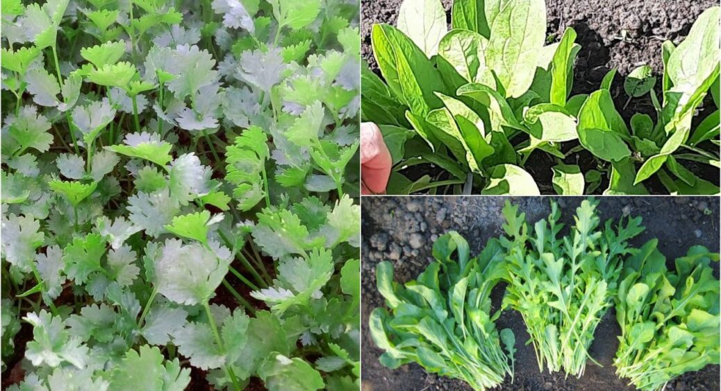 Не кріп і не петрушка: у серпні саджу 3 інші зелені культури — ростуть утричі швидше і щедріше 