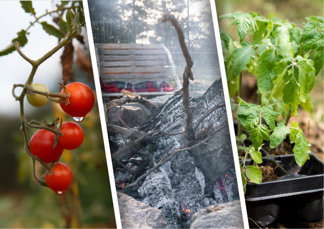 Чим підгодувати помідори наприкінці серпня