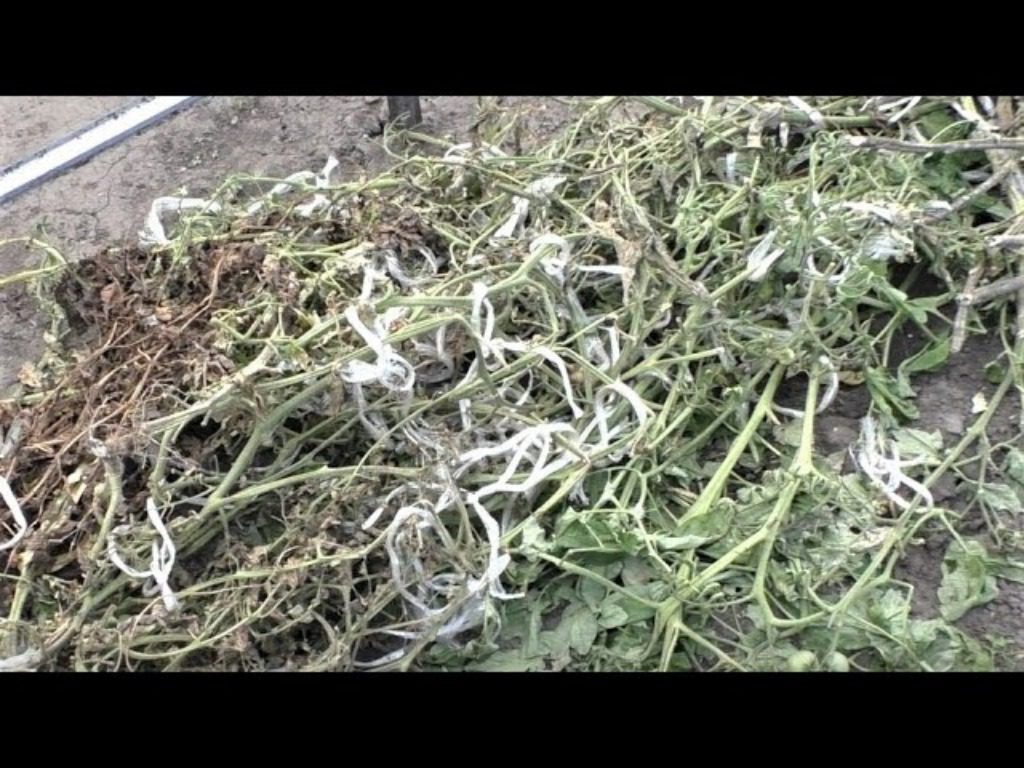 Експерти розповіли, як використати бадилля томатів і картоплі