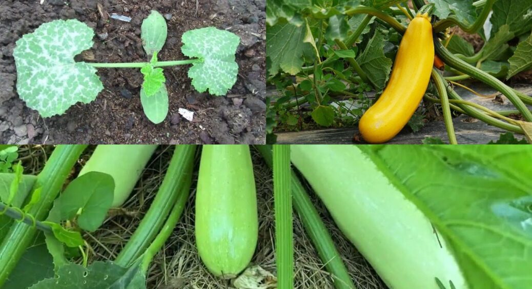Не кабачок, а соковитий скарб у вашому житті: біжіть купувати насіння вже зараз, бо потім розберуть 