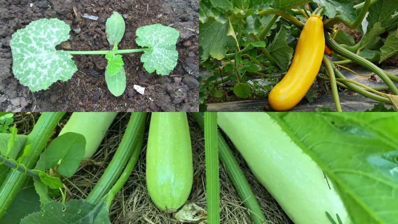 Агроном розповів, який сорт кабачків варто купувати на посадку