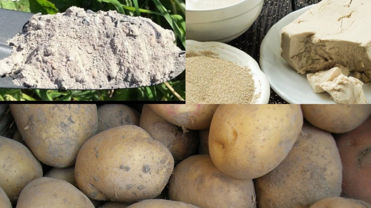 Агрономи назвали ефективне добриво для картоплі