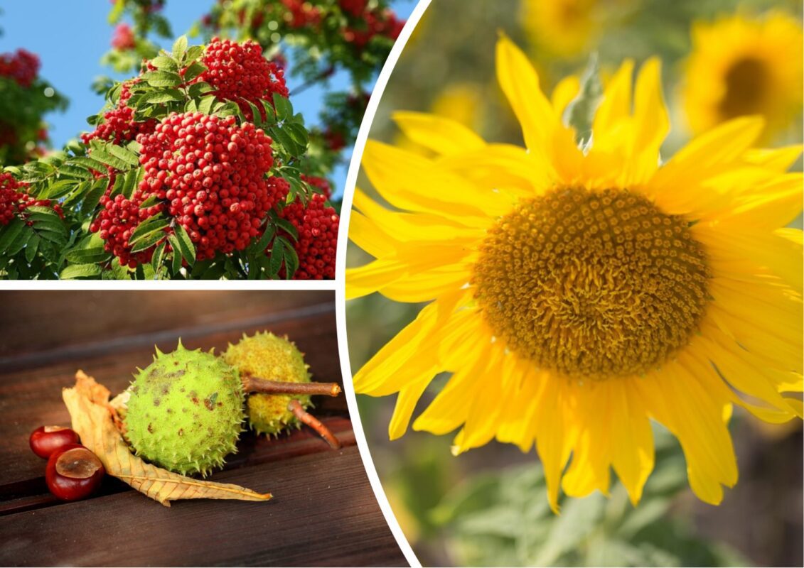 Синоптики розповіли, якою буде погода у вересні 2025 року