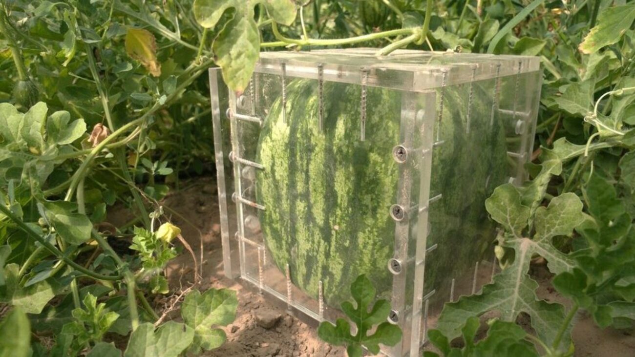 На Чернігівщині вирощують квадратні кавуни