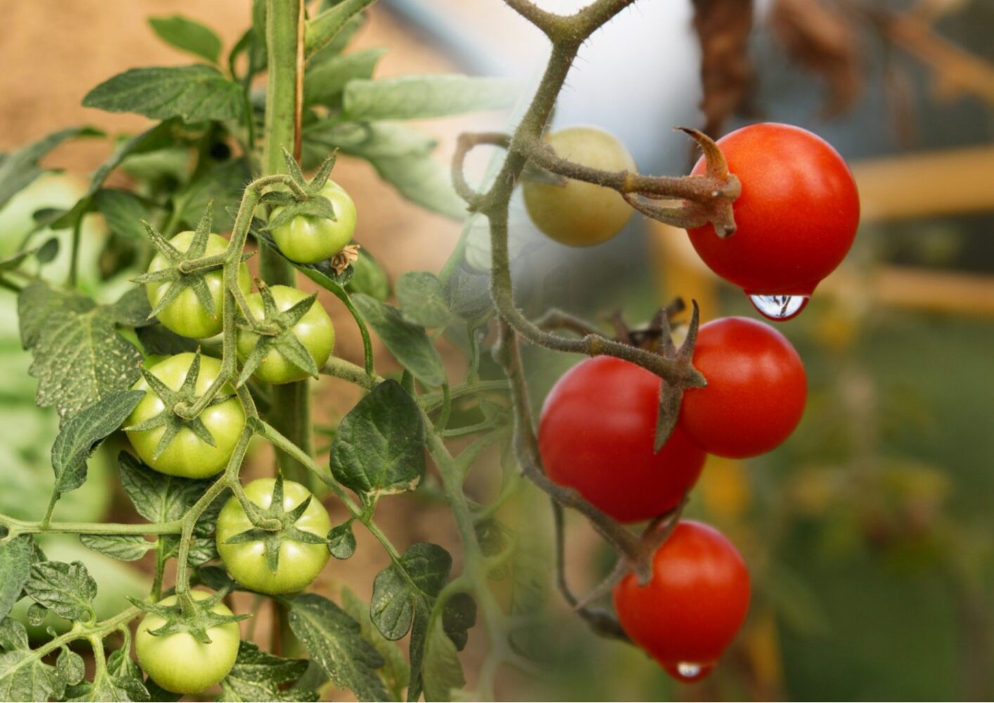 Як прискорити дозрівання помідорів