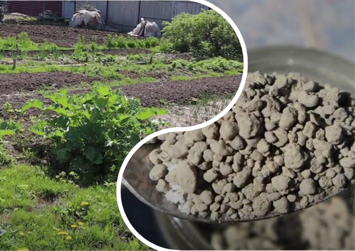 Садівники пояснили, які рослини ще можна встигнути виростити до заморозків