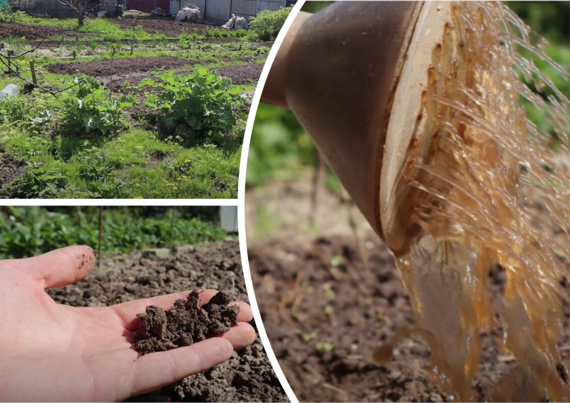 Городники розповіли, що зробити, щоб подвоїти врожай наступного року