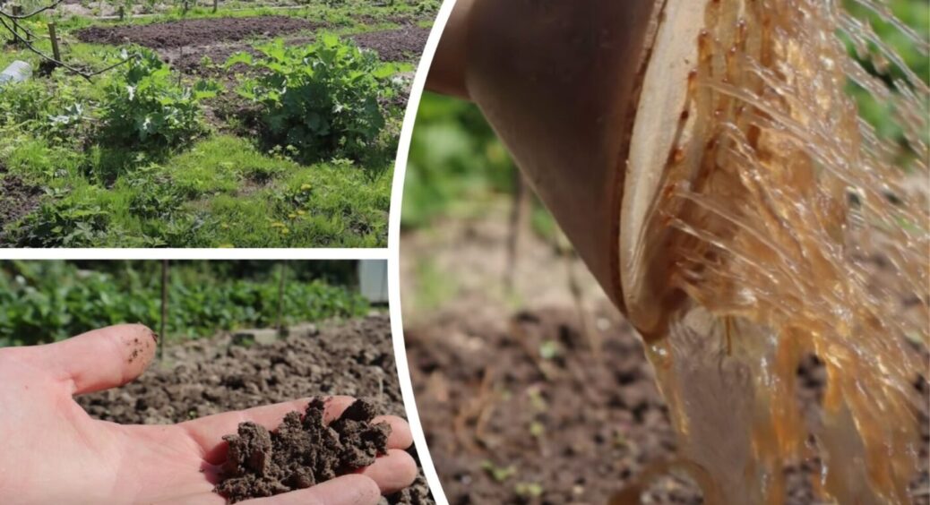 150 г на банку води: проливаю ЦИМ грядку після огірків, томатів та перцю та забуваю про проблеми 