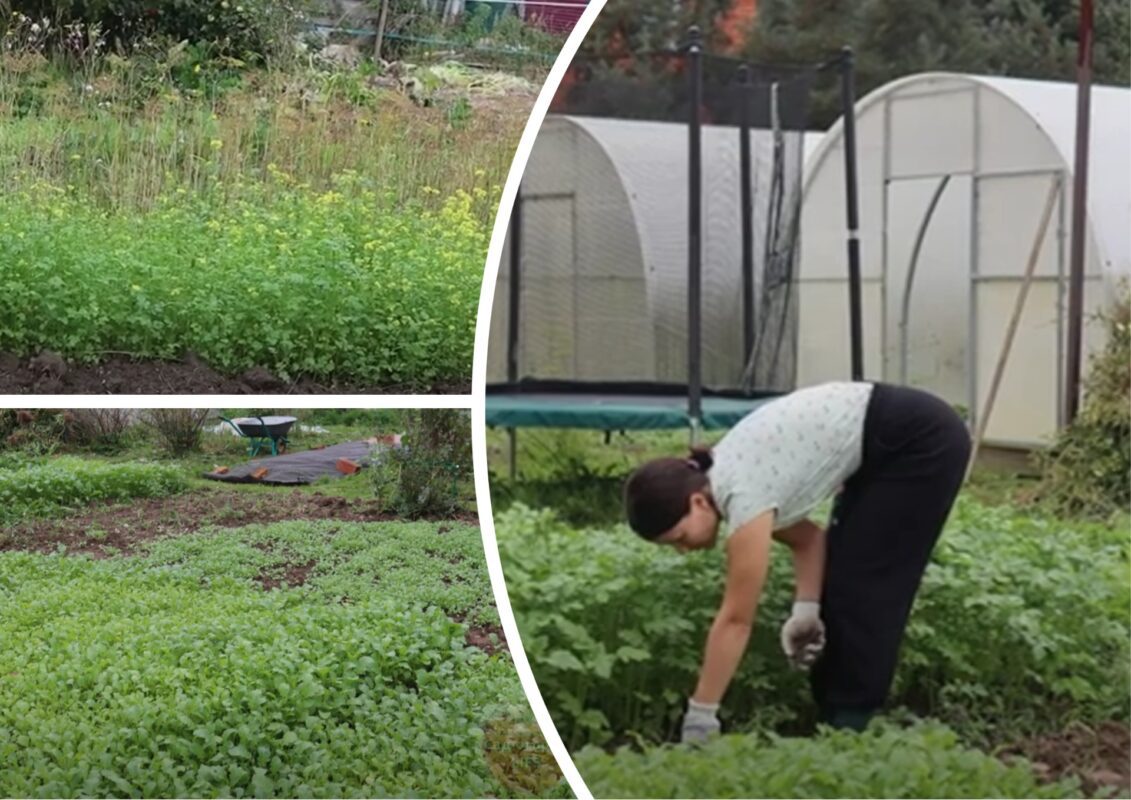 Експерти розповіли, як правильно сіяти сидерати восени