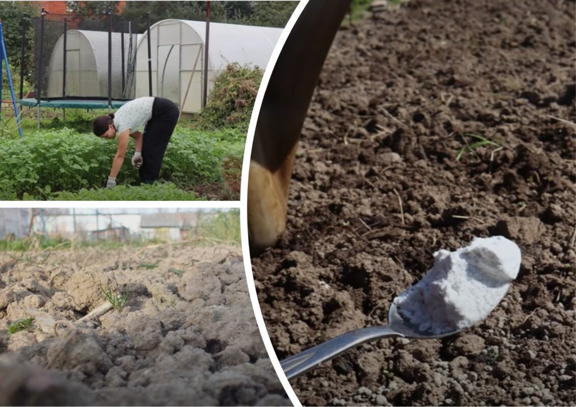 Садівники пояснили, як позбутися білокрилки на городі в серпні