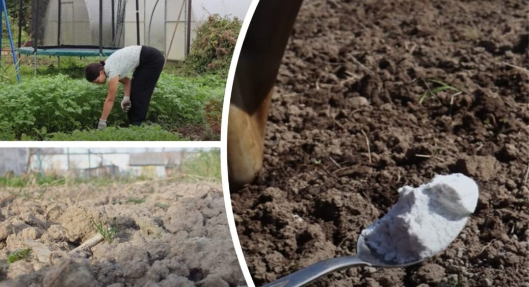 Додала 0,5 ложки на відро, і “як давай” на листя: білокрилки на рослинах більше немає 