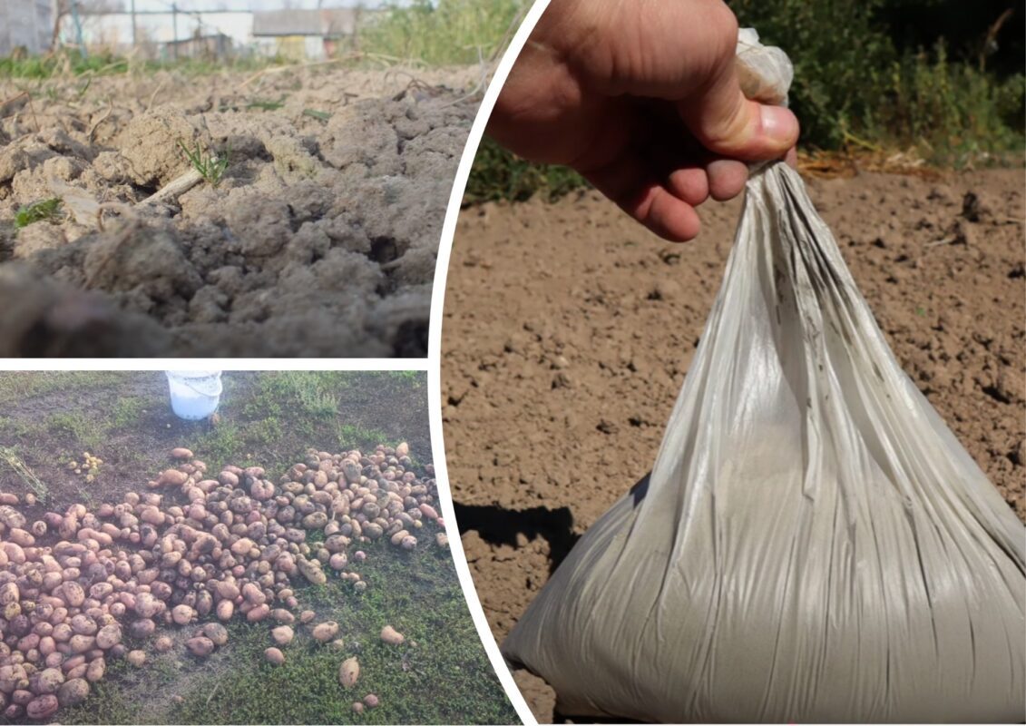 Городники розповіли, що потрібно обов'язково розсипати на грядки восени