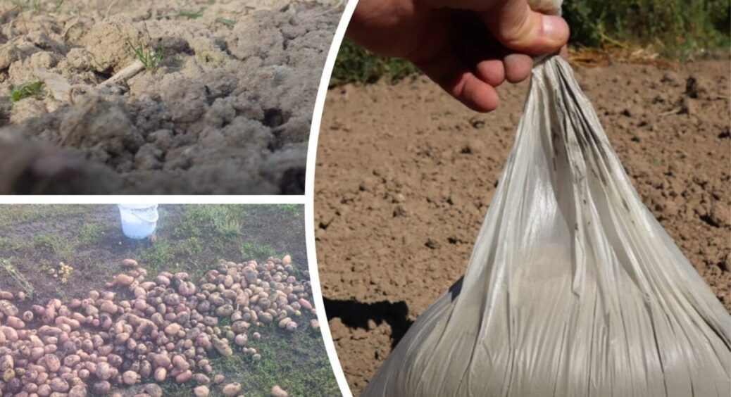 Сусідка робить це вже 20 років, а тепер і я: ЦЕ добриво живить землю краще гною та компосту 