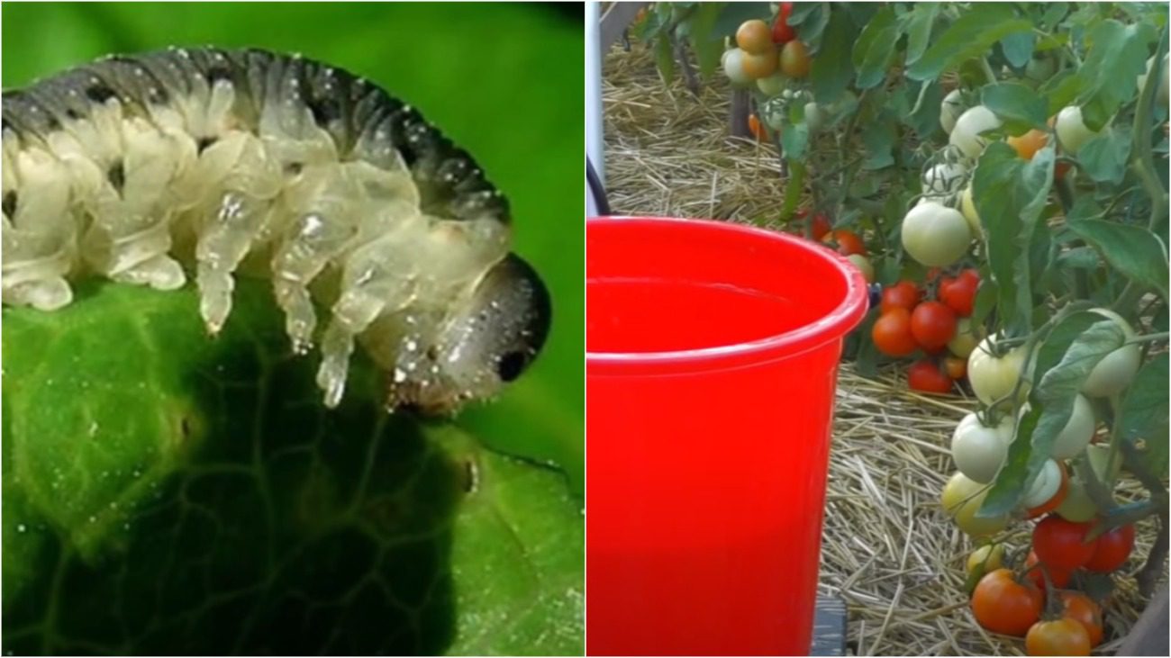 Городниця розповіла, як швидко позбутися гусениці совки без хімі