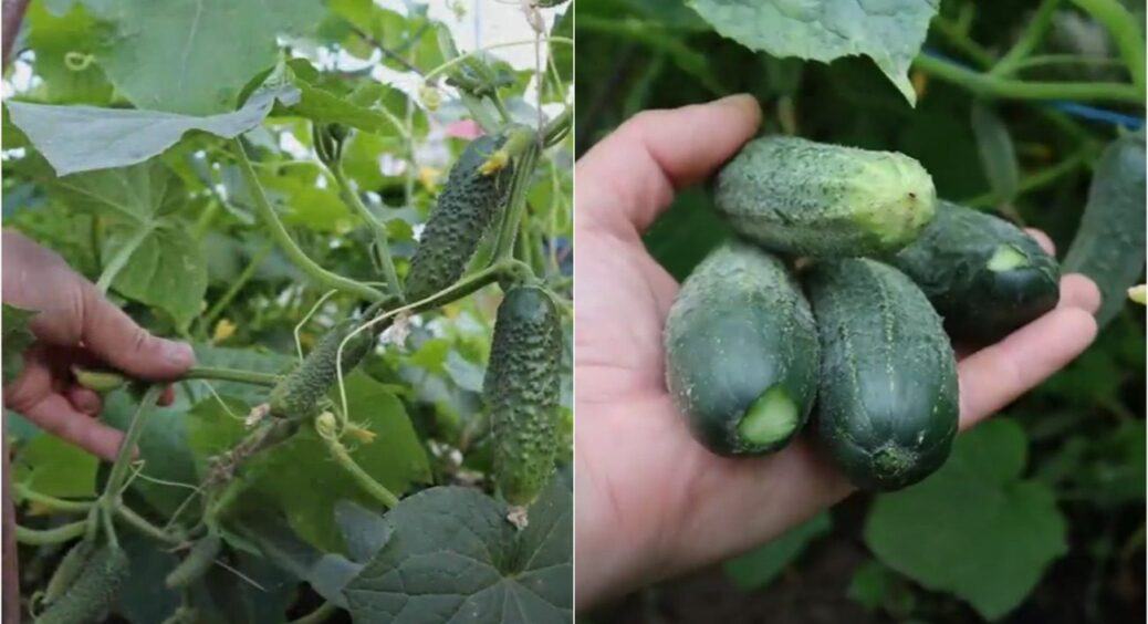 Огірки потрібно поливати і обприскувати ЦИМ у серпні якнайчастіше: 1 інгредієнт – 2 добрива 
