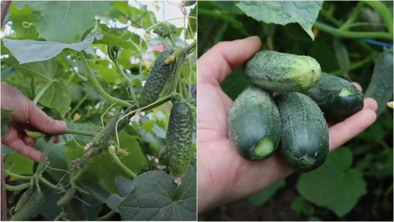 Експерти назвали 3 найврожайніші сорти огірків 2025