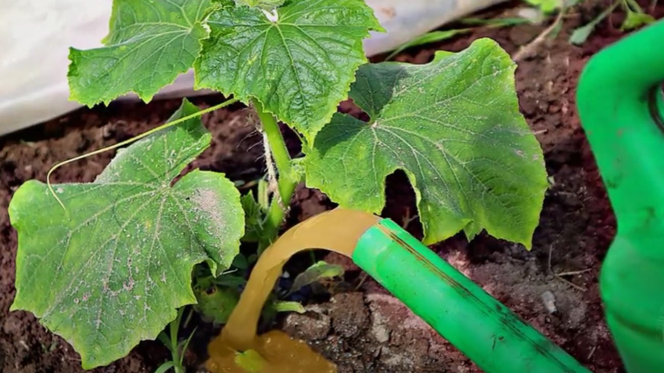 Садівники пояснили, як позбутися білокрилки на городі в серпні