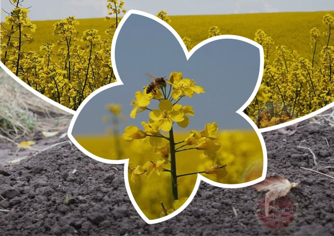 Городники назвали найкращий сидерат 2025 року