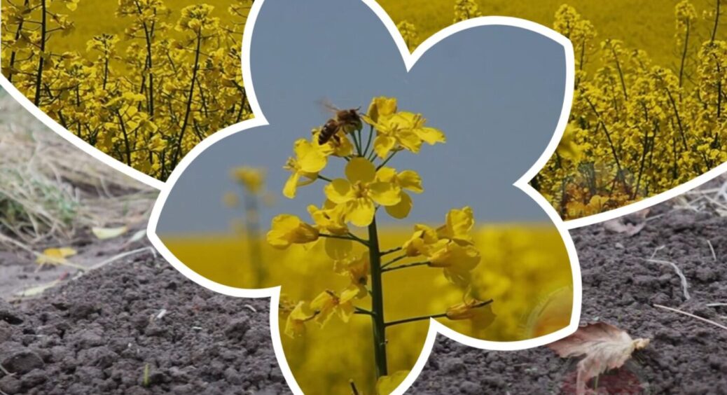 Я очманіла, коли побачила, що стало після цього сидерату! Розпушив землю крутіше за гірчицю 