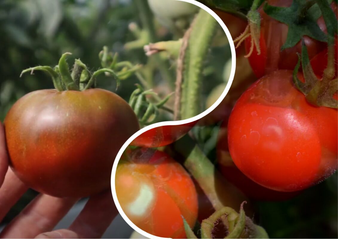 На Закарпатті назвали найкращий сорт томатів у 2025 році