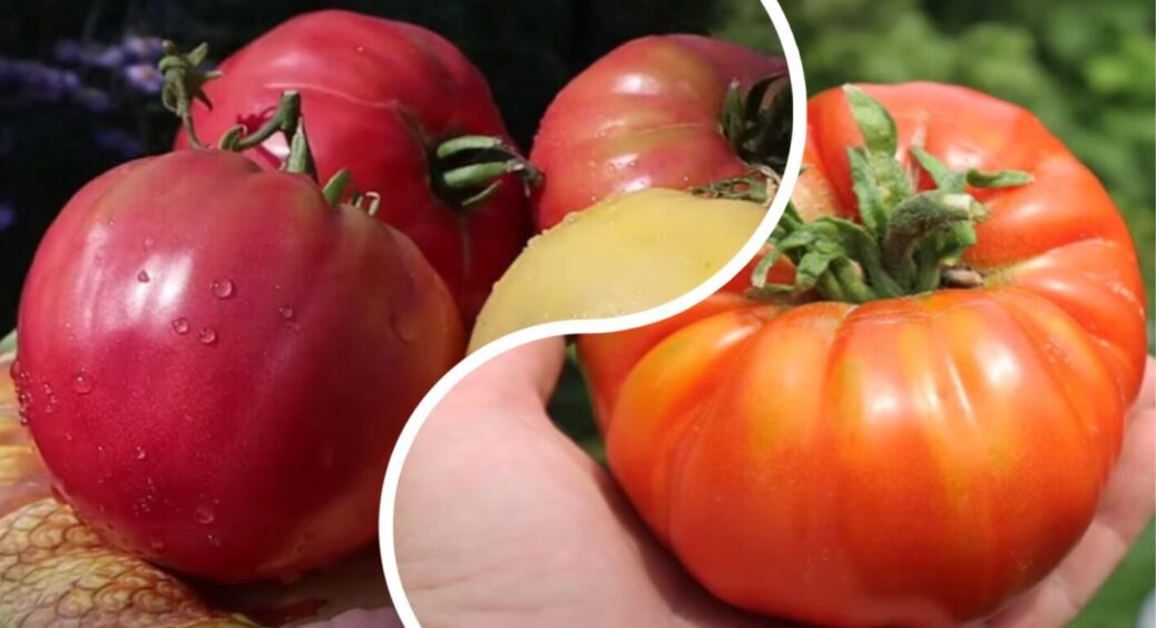 Насправді не “Волове серце”: який 1 сорт помідорів змістив найпопулярніший з першого місця 