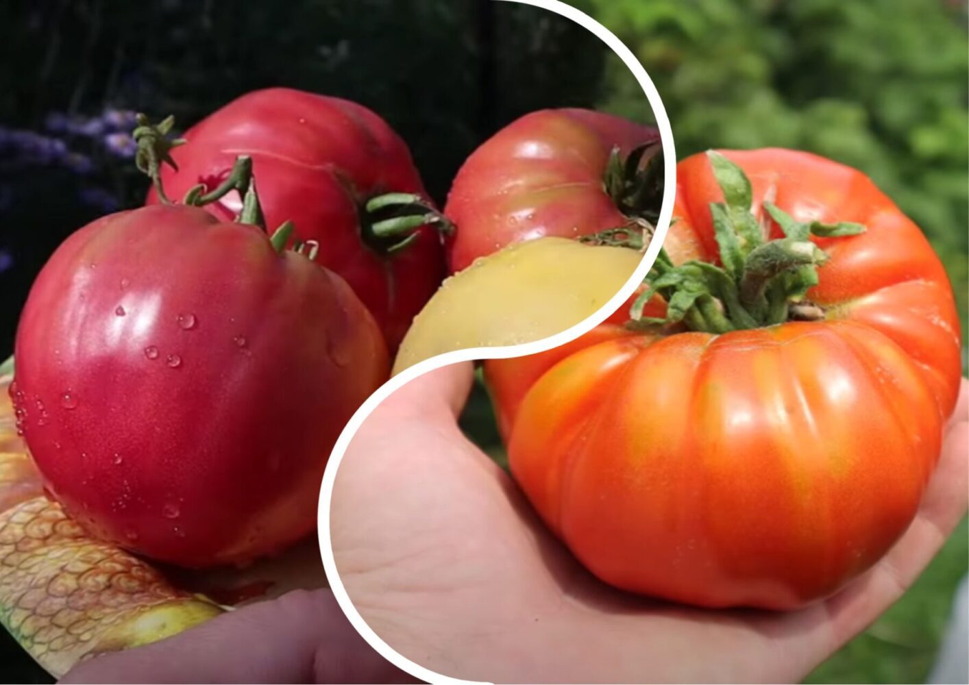 Городники розповіли, що робити, якщо ваші помідори кислять