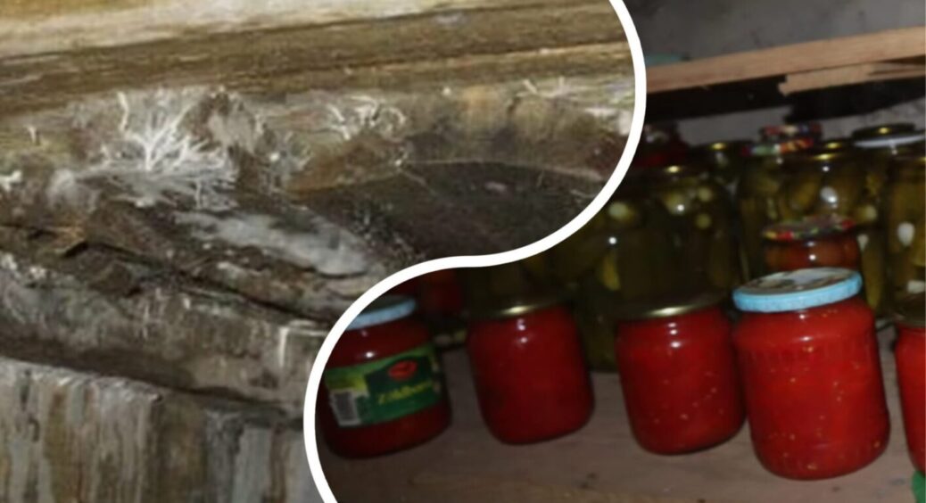 Працює на всі 100% з однієї обробки! Знайшли ефективний засіб від плісняви та грибків у льоху 