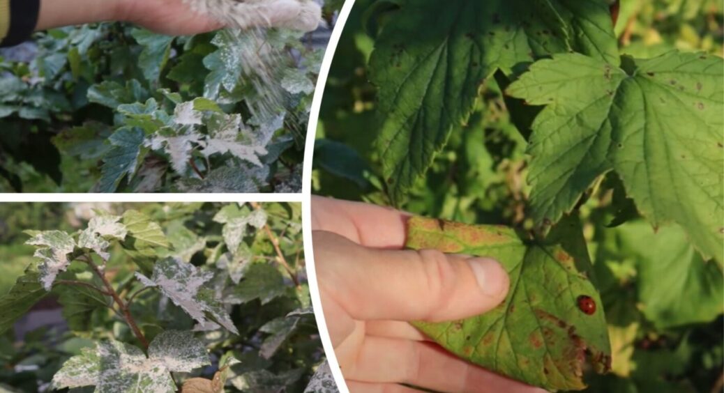 Дякую бабусі, навчила хитрості! Цей розчин лікує мій город вже 30 років – жодного захворювання 