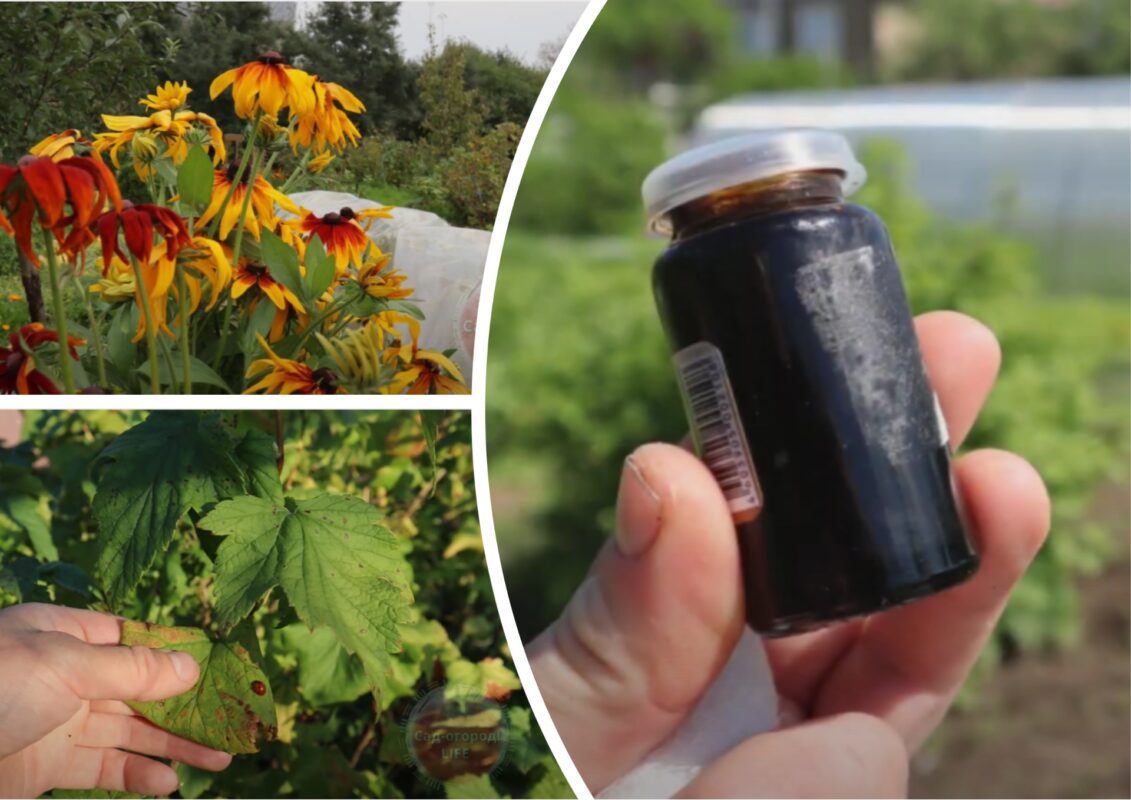 Городниця поділилася цікавим способом від шкідників на грядках і в саду