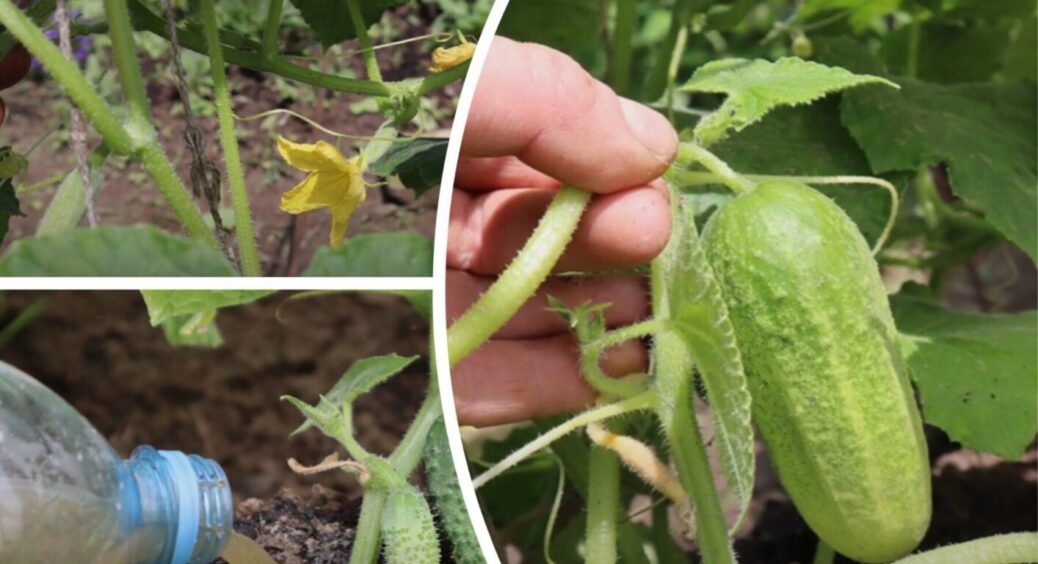 У серпні 2025 огіркам – обов’язково, якщо листя пожовтіло: Полтавчани так роблять вже давно 